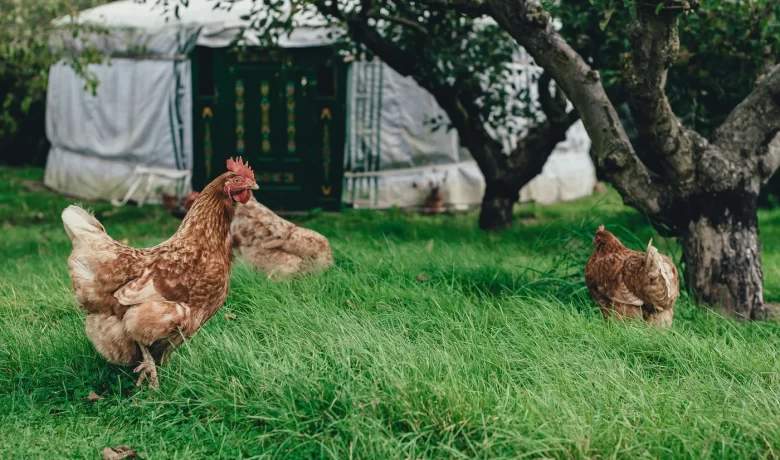 Does Free-Range Chicken Really Taste Better - A Place 2 Meat